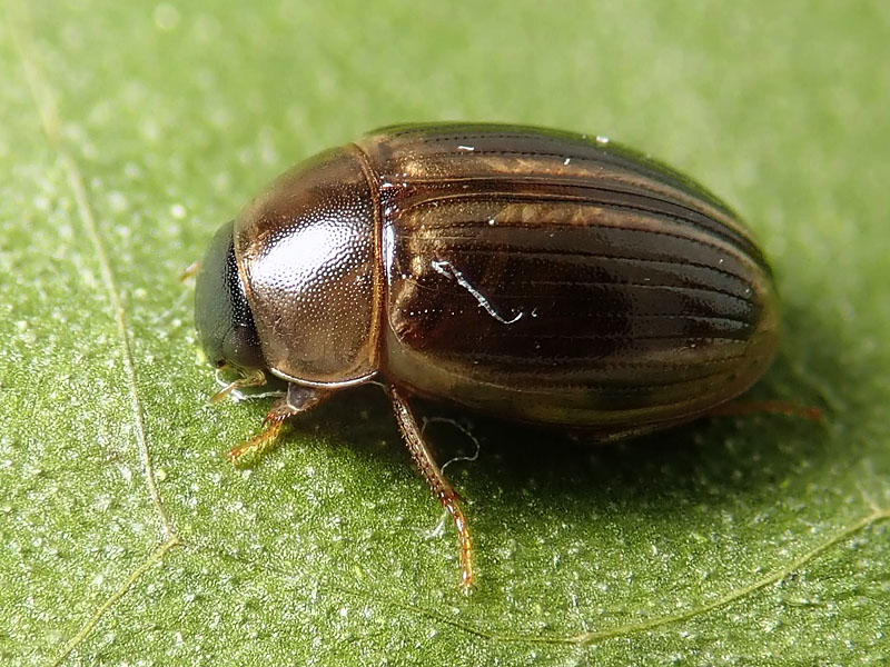 Hydrophilidae: forse Cercyon laminatus? Sì.